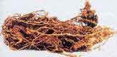 plante lichen