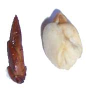 Racines d'Adam et Eve